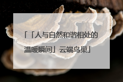 「人与自然和谐相处的温暖瞬间」云端鸟巢