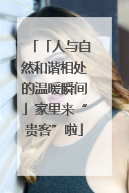 「人与自然和谐相处的温暖瞬间」家里来“贵客”啦