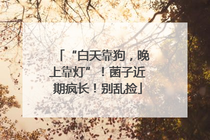 “白天靠狗，晚上靠灯”！菌子近期疯长！别乱捡