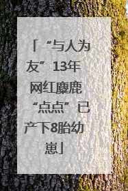 “与人为友”13年 网红麋鹿“点点”已产下8胎幼崽