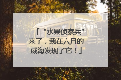 “水果侦察兵”来了，我在六月的威海发现了它！
