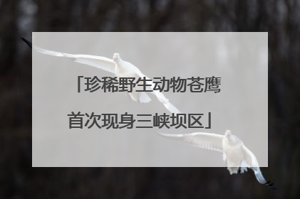 珍稀野生动物苍鹰首次现身三峡坝区