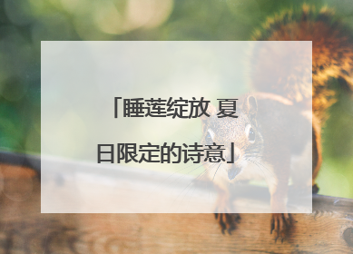 睡莲绽放 夏日限定的诗意