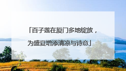 百子莲在厦门多地绽放，为盛夏增添清凉与诗意