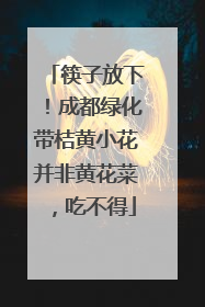 筷子放下！成都绿化带桔黄小花并非黄花菜，吃不得