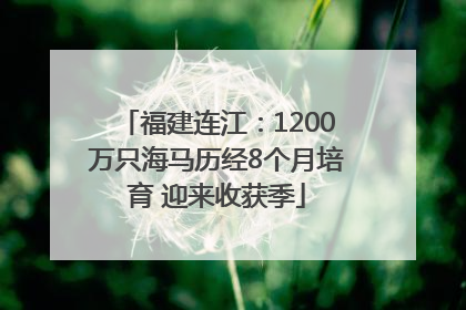 福建连江：1200万只海马历经8个月培育 迎来收获季