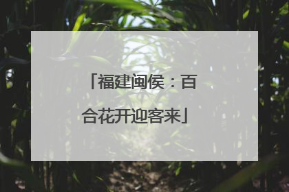 福建闽侯：百合花开迎客来