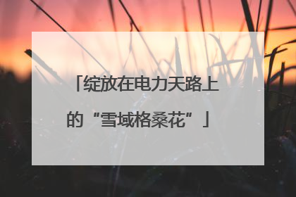 绽放在电力天路上的“雪域格桑花”