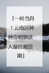 一叶当舟！云南这种神奇植物进入最佳观赏期