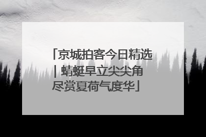 京城拍客今日精选｜蜻蜓早立尖尖角 尽赏夏荷气度华