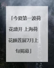 今夏第一波荷花盛开 上海荷花睡莲展7月上旬揭幕