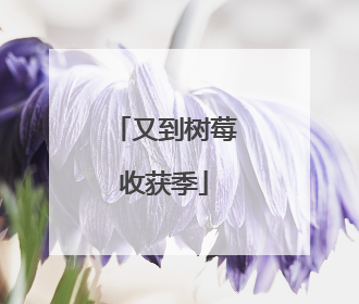 又到树莓收获季