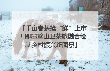 千亩春茶抢“鲜”上市！即墨鳌山卫茶旅融合绘就乡村振兴新图景