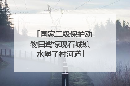 国家二级保护动物白鹭惊现石城镇水堡子村河道
