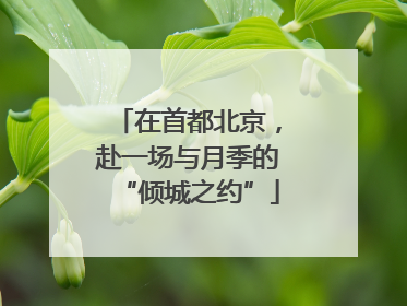 在首都北京，赴一场与月季的“倾城之约”