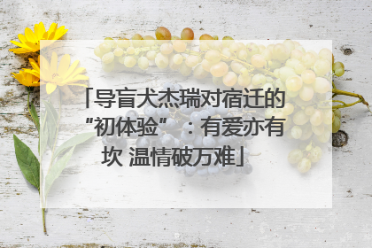 导盲犬杰瑞对宿迁的“初体验”：有爱亦有坎 温情破万难