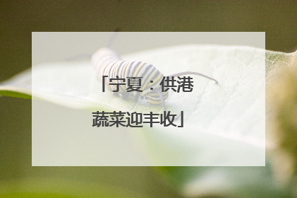 宁夏：供港蔬菜迎丰收