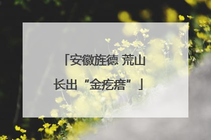 安徽旌德 荒山长出“金疙瘩”