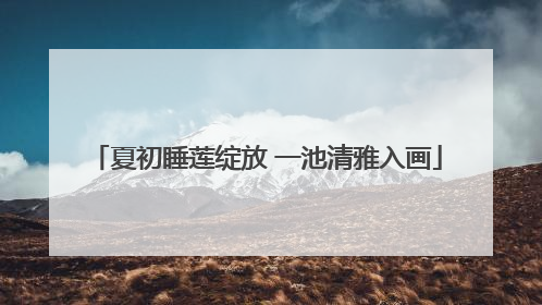 夏初睡莲绽放 一池清雅入画