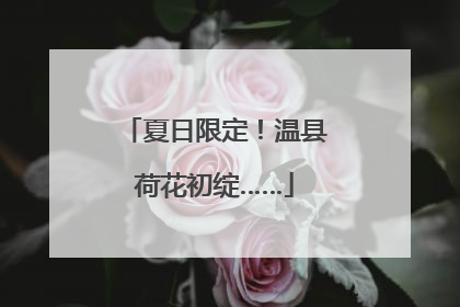 夏日限定！温县荷花初绽……