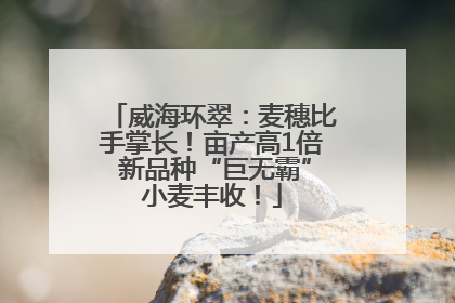 威海环翠：麦穗比手掌长！亩产高1倍 新品种“巨无霸”小麦丰收！