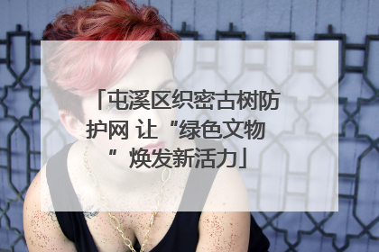 屯溪区织密古树防护网 让“绿色文物”焕发新活力