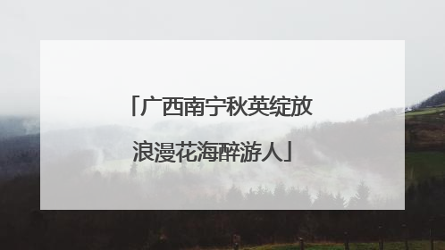 广西南宁秋英绽放 浪漫花海醉游人
