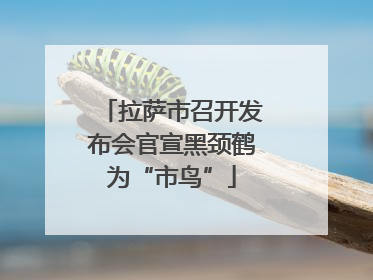 拉萨市召开发布会官宣黑颈鹤为“市鸟”