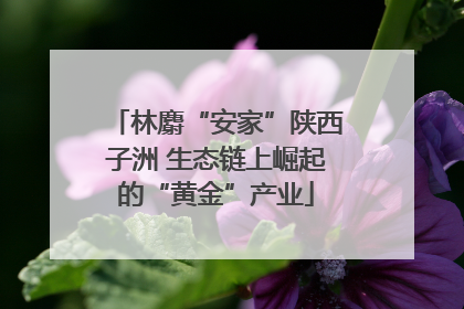 林麝“安家”陕西子洲 生态链上崛起的“黄金”产业