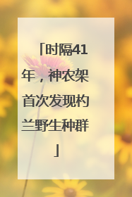 时隔41年，神农架首次发现杓兰野生种群