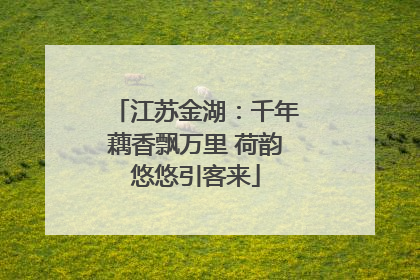 江苏金湖：千年藕香飘万里 荷韵悠悠引客来