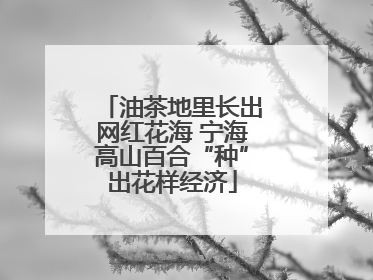 油茶地里长出网红花海 宁海高山百合“种”出花样经济