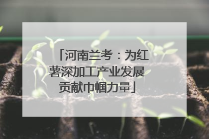 河南兰考：为红薯深加工产业发展贡献巾帼力量