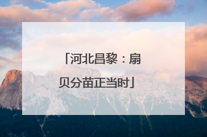 河北昌黎：扇贝分苗正当时