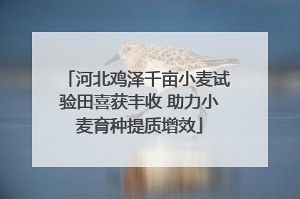 河北鸡泽千亩小麦试验田喜获丰收 助力小麦育种提质增效