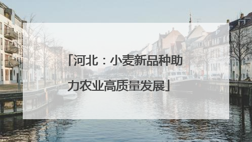 河北：小麦新品种助力农业高质量发展