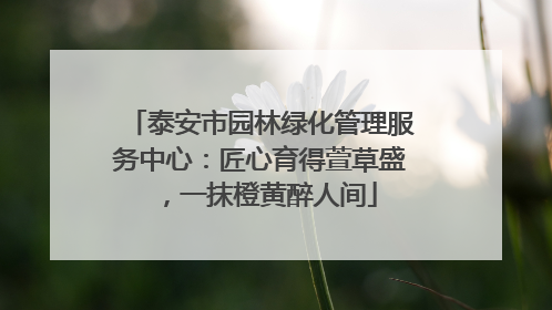 泰安市园林绿化管理服务中心：匠心育得萱草盛，一抹橙黄醉人间