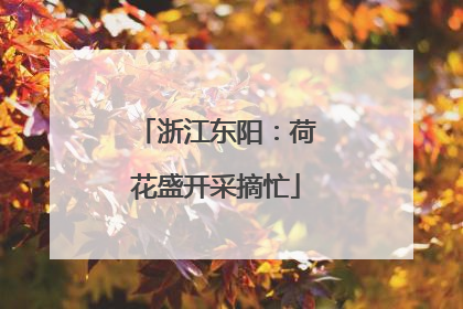 浙江东阳：荷花盛开采摘忙