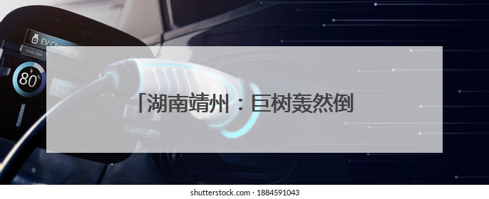 湖南靖州：巨树轰然倒塌前紧急管制成功避险