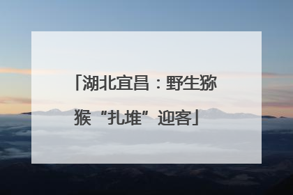 湖北宜昌：野生猕猴“扎堆”迎客