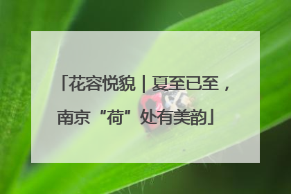 花容悦貌｜夏至已至，南京“荷”处有美韵