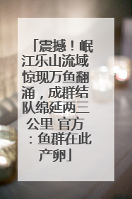 震撼！岷江乐山流域惊现万鱼翻涌，成群结队绵延两三公里 官方：鱼群在此产卵