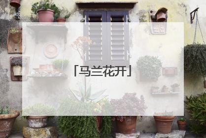 马兰花开