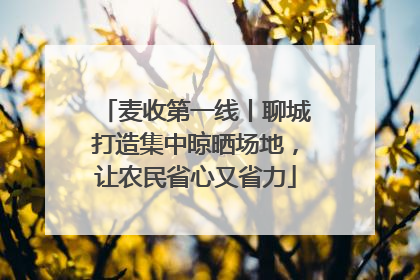 麦收第一线丨聊城打造集中晾晒场地，让农民省心又省力