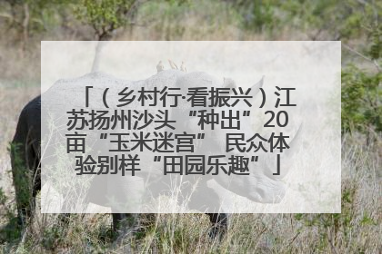 （乡村行·看振兴）江苏扬州沙头“种出”20亩“玉米迷宫” 民众体验别样“田园乐趣”