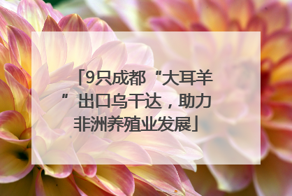9只成都“大耳羊”出口乌干达，助力非洲养殖业发展